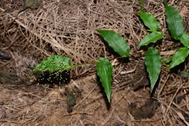 Image result for Panicum brevifolium