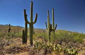 Things To Know About The Saguaro Cactus