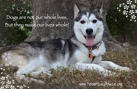 Adoptable Dita Texas Husky Rescue Husky Funny Cute Little Dogs Dog Quotes
