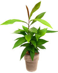 Image result for Ardisia staudtii