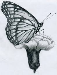 Pencil Drawing Butterfly Butterfly Pencil Drawings Pencil Drawings Black And White Art Drawing Pencil Drawings Easy