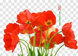 Pour ma part g b1 reçu ma commande malgré ce dimanche d embouteillage bravo coquelicot et surtout beau travaille. Desktop Wallpaper Flower Love Petal Coquelicot Beautiful Poppy Flowers Transparent Png