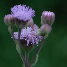 Image result for Campuloclinium macrocephalum