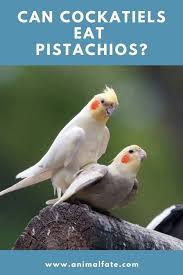 Unfortunately, giving cats spicy foods can potentially make them seriously ill. Can Cockatiels Eat Pistachios Other Nuts You Can Offer Animalfate
