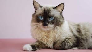 Was die katze uns sagen will. Internationaler Katzentag Am 8 August Golden Age