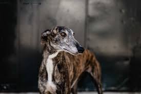 Fiola is down 3.42% in the last 24 hours. Fiola Vermittlung Von Herrenlosen Tieren Durch Asociacion Parenas Spanien