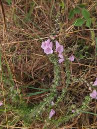 Image result for Micrargeria filiformis