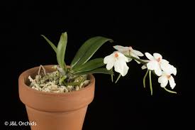 Image result for Aerangis