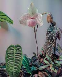 After Much Anticipation And Waiting My Orchid S Flower Is Now In Full Bloom Plant Decor Orchid Flower Orchids