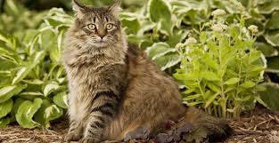 4 Astuces Pour Empecher Un Chat D Aller Dans Le Potager M6 Deco Fr