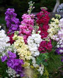 Image result for Matthiola