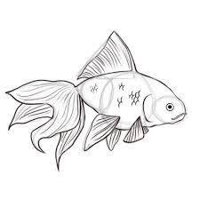 How To Draw Goldfish Fish Drawings Drawings Fish Art