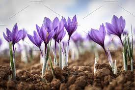 Saffron Flower Over White Background Saffron Flower Growing Saffron Saffron Plant