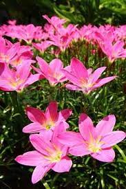 Pink Rain Lily Zephyranthes Top View Rain Lily Lily Flower Most Beautiful Flowers