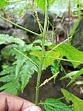Image result for Acalypha welwitschiana