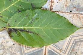 Image result for Astropanax