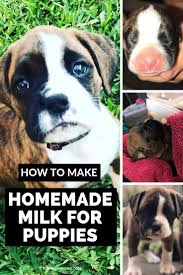 Homemade goat milk formula recipe following fda nutrition guidelines. How To Make Homemade Milk For Puppies Puppy Milk Recipe Dog Milk Goat Milk Recipes