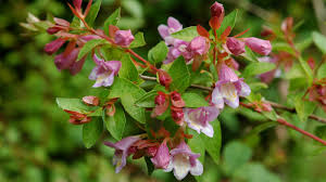 Image result for Caprifoliaceae