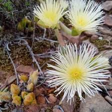 Image result for Leptactina delagoensis
