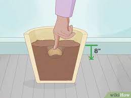 Depending on the variety mango trees can grow huge, to 35 m/over 100 feet high and 15 m/45 feet across for seedling trees of older varieties. How To Plant A Mango Seed With Pictures Wikihow
