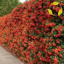 Image result for Pyracantha coccinea red column