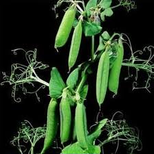 Image result for Pisum sativum
