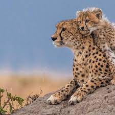 Pin On Big Cats
