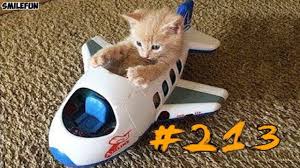 Koty 2019 Smeshnye Koty I Kotiki Prikoly S Kotov Do Slez Smeshnye Koshki Funny Cats Youtube