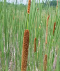 Image result for Typha capensis