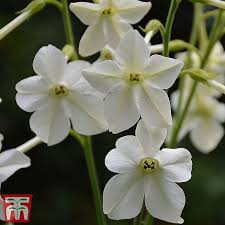 A&t state university work in tandem, along with federal, state and local governments, to form a strategic partnership called n.c. Nicotiana Alata Kew Pollination Collection Thompson Morgan