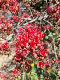 Image result for Schotia capitata