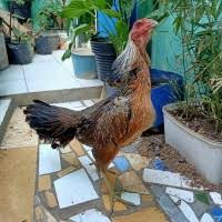 Situs berita terpercaya dari politik, peristiwa, bisnis, bola, tekno hingga gosip artis. 89 Gambar Ayam Yokere Kekinian Infobaru
