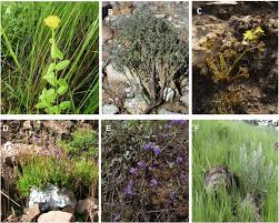 Image result for Triumfetta welwitschii