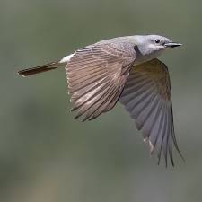 Image result for Pteris kivuensis