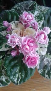 We did not find results for: Pin On African Violets I Want