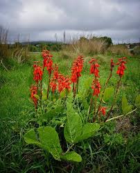 Image result for Erythrina zeyheri