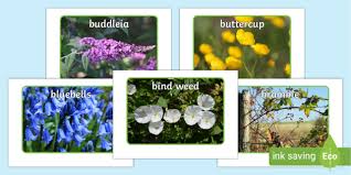 Dracaena trifasciata is a species of flowering plant in the family asparagaceae, native to tropical west africa from nigeria east to the congo. Picture Of Flowers