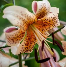 Native to south africa but very popular in new zealand the white flowers smell very similar to a lily in the valley. Lilies Varieties Planting Guide Gardening Tips With J Parker S