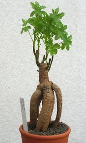 Image result for Cussonia spicata