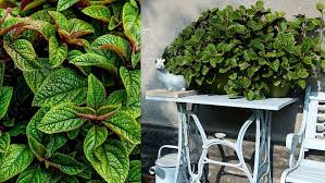 Image result for foto moud Forsterův