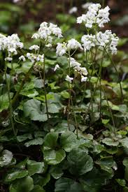 Image result for Cardamine