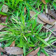 Image result for Dichapetalum deflexum