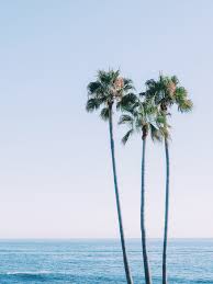 Heisler Park Palm Trees Laguna Beach Los Angeles California United States Usa In 2020 Los Angeles Beautiful Beaches Victoria Beach
