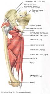 Human anatomy pictures with labels human body organs anatomy… continue reading →. Groin Strain Treatment For A Pulled Groin Muscle