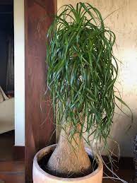 Discover some of the things that plants do in order to protect themselves from predators (and even from one another). 15 Plants That Purify The House