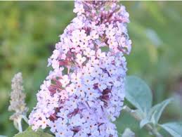 Image result for Komule střídavolisté