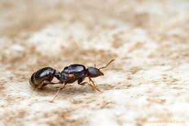 Tetramorium Caespitum Pavement Ant Ants Invertebrates Insects