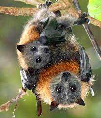 These repellents are easiest to use in spray form so that you can quickly cover every place the bats use. How To Keep Bats Away From Fruit Trees Arxiusarquitectura