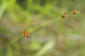 Image result for Rhynchospora brownii