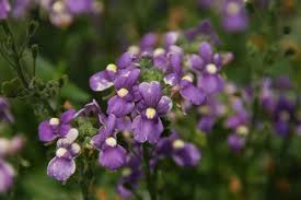 Image result for Nemesia fruticans